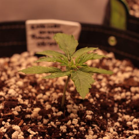 Padmé Amídala growlog timeline photo
