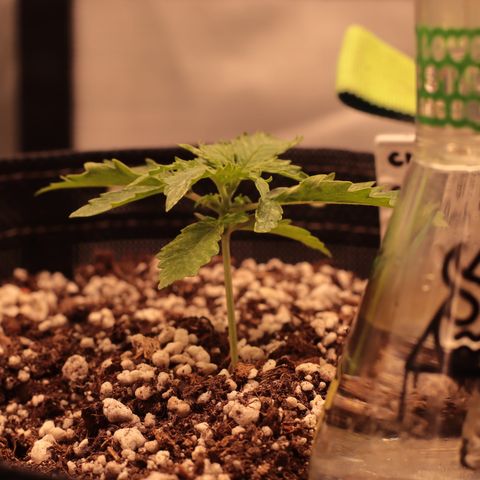 Padmé Amídala growlog photo: O crescimento nesses primeiros dias e incrível, mudanças todos os dias. O crescimento não parece afetado pelas manchas. 