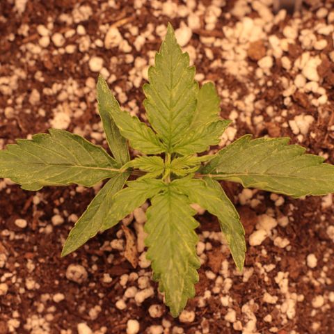 Padmé Amídala growlog photo: O crescimento nesses primeiros dias e incrível, mudanças todos os dias. O crescimento não parece afetado pelas manchas. 
