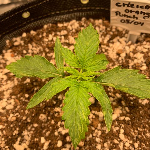 Padmé Amídala growlog photo: O crescimento nesses primeiros dias e incrível, mudanças todos os dias. O crescimento não parece afetado pelas manchas. 