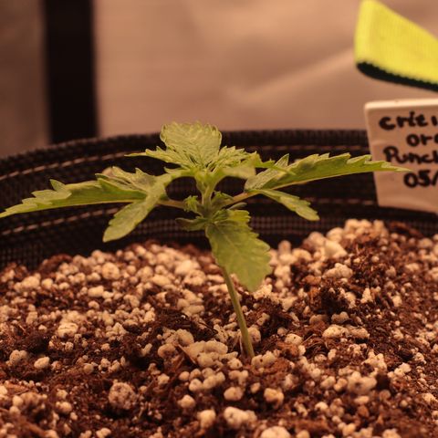 Padmé Amídala growlog photo: O crescimento nesses primeiros dias e incrível, mudanças todos os dias. O crescimento não parece afetado pelas manchas. 