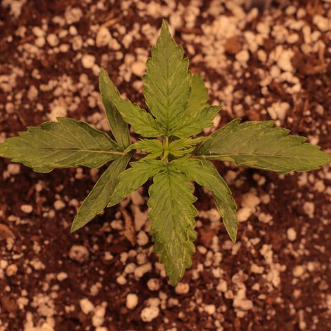 Padmé Amídala growlog timeline photo