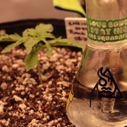 Padmé Amídala growlog photo: O crescimento nesses primeiros dias e incrível, mudanças todos os dias. O crescimento não parece afetado pelas manchas. 