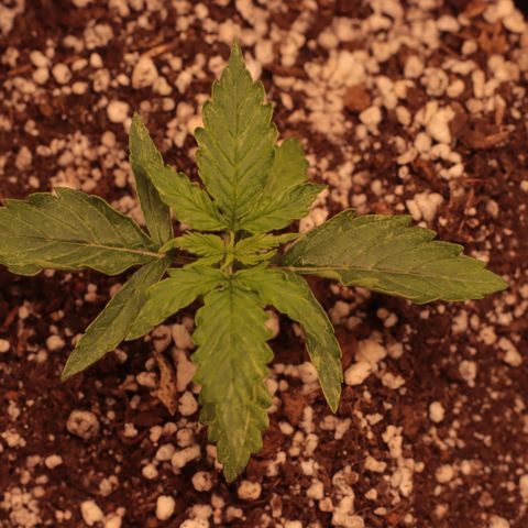 Padmé Amídala growlog photo: O crescimento nesses primeiros dias e incrível, mudanças todos os dias. O crescimento não parece afetado pelas manchas. 