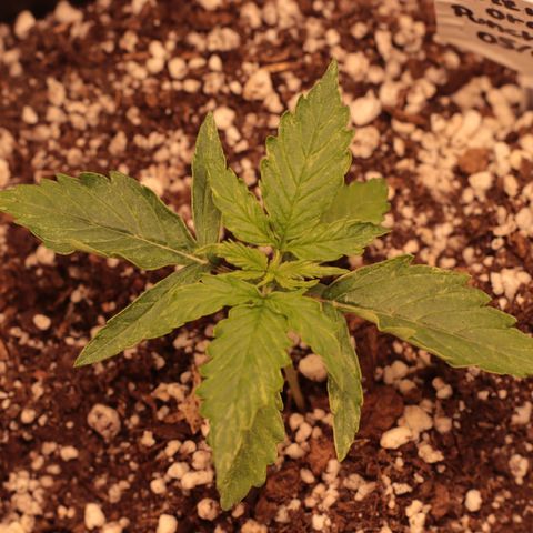 Padmé Amídala growlog timeline photo