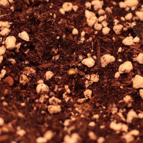 Princess Leia  growlog timeline photo