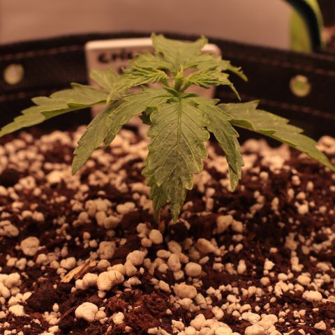 Padmé Amídala growlog photo: Foi regada hoje, as folhas abaixaram. Nesta rega foi colocado 1ml de óleo de neem. 