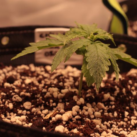 Padmé Amídala growlog photo: Foi regada hoje, as folhas abaixaram. Nesta rega foi colocado 1ml de óleo de neem. 