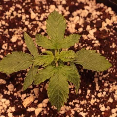 Padmé Amídala growlog photo: Foi regada hoje, as folhas abaixaram. Nesta rega foi colocado 1ml de óleo de neem. 