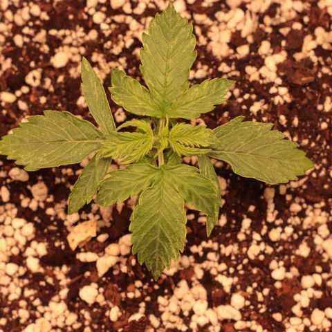 Padmé Amídala growlog photo: Foi regada hoje, as folhas abaixaram. Nesta rega foi colocado 1ml de óleo de neem. 