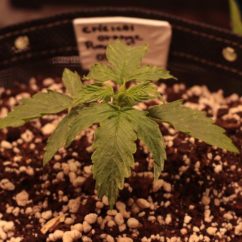 Padmé Amídala growlog photo: Foi regada hoje, as folhas abaixaram. Nesta rega foi colocado 1ml de óleo de neem. 