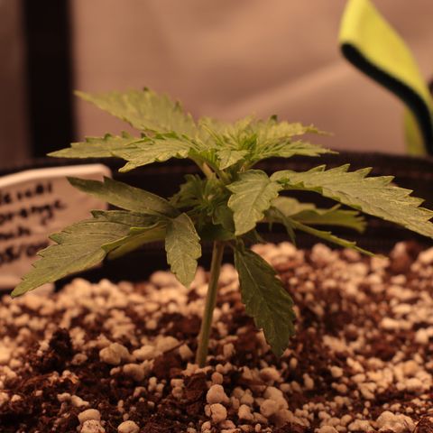 Padmé Amídala growlog timeline photo