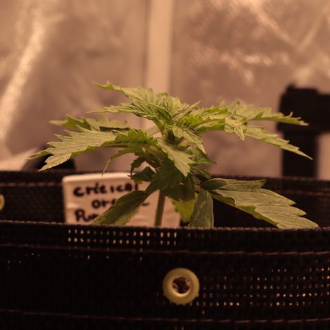 Padmé Amídala growlog timeline photo