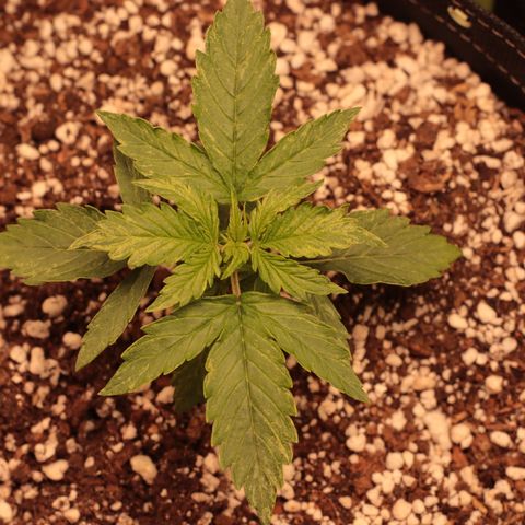 Padmé Amídala growlog timeline photo
