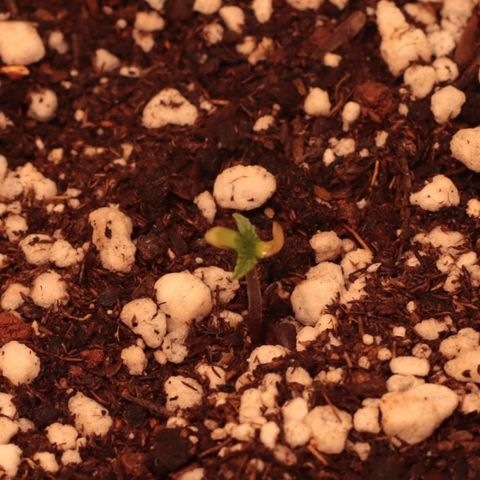Princess Leia  growlog photo: Cotiledones dessa planta morreram. O par de folhas parece normal. Vamos observar o crescimento 