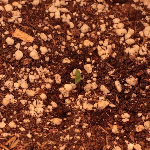Princess Leia  growlog timeline photo