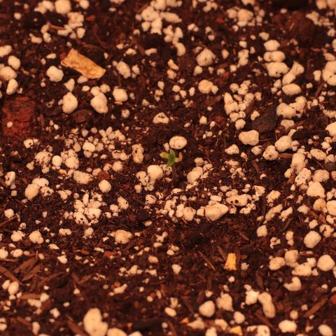 Princess Leia  growlog photo: Cotiledones dessa planta morreram. O par de folhas parece normal. Vamos observar o crescimento 