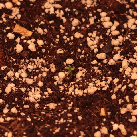 Princess Leia  growlog photo: Cotiledones dessa planta morreram. O par de folhas parece normal. Vamos observar o crescimento 
