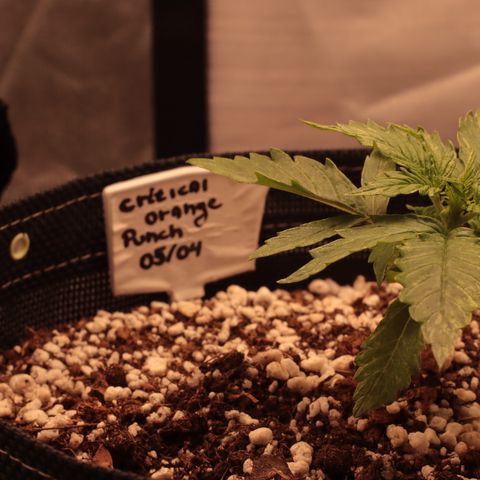 Padmé Amídala growlog timeline photo