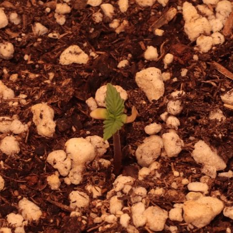 Princess Leia  growlog timeline photo