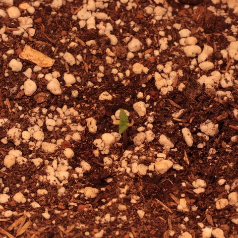 Princess Leia  growlog photo: Par de folhas parece saudável apesar dos cotiledones. 