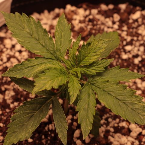 Padmé Amídala growlog timeline photo