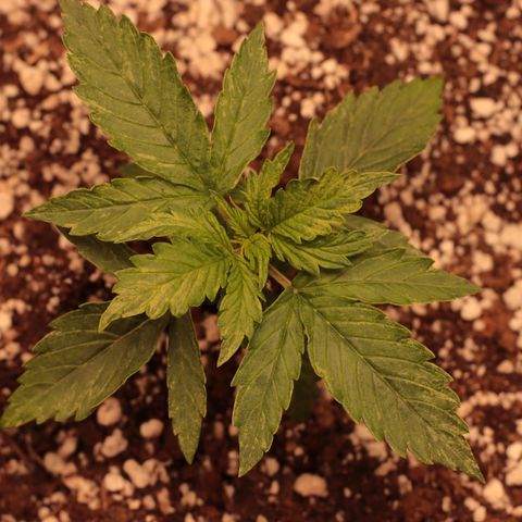 Padmé Amídala growlog timeline photo