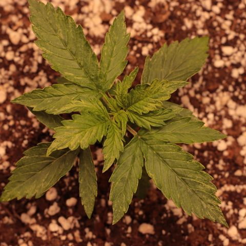 Padmé Amídala growlog timeline photo