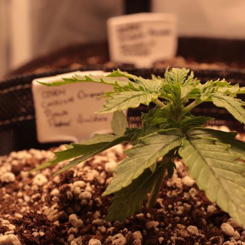 Padmé Amídala growlog timeline photo