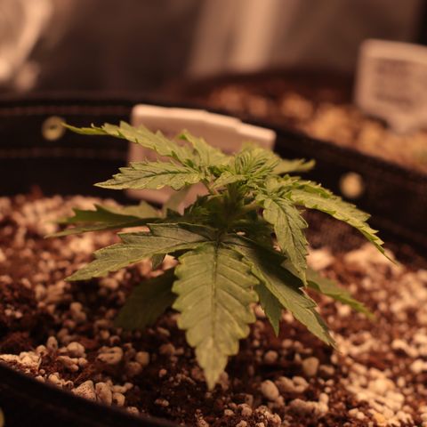Padmé Amídala growlog timeline photo
