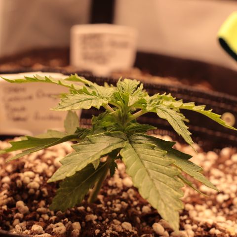 Padmé Amídala growlog timeline photo