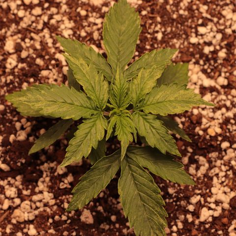 Padmé Amídala growlog timeline photo