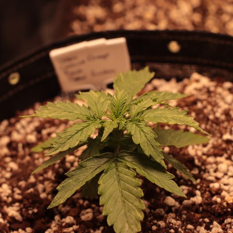 Padmé Amídala growlog timeline photo