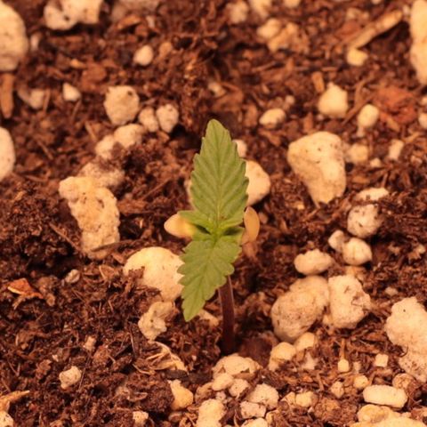 Princess Leia  growlog timeline photo