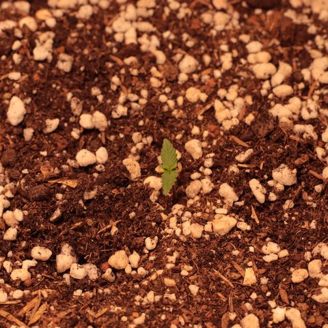 Princess Leia  growlog timeline photo