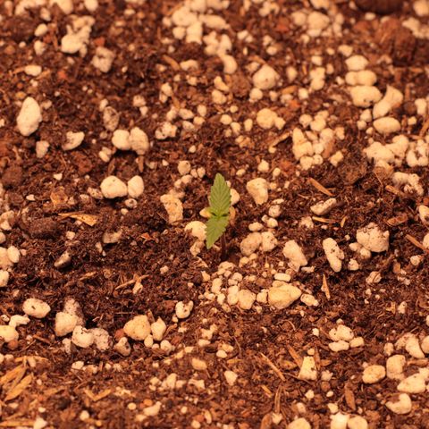 Princess Leia  growlog timeline photo