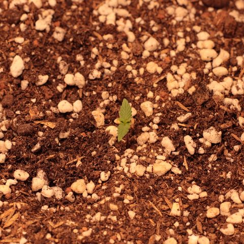 Princess Leia  growlog timeline photo
