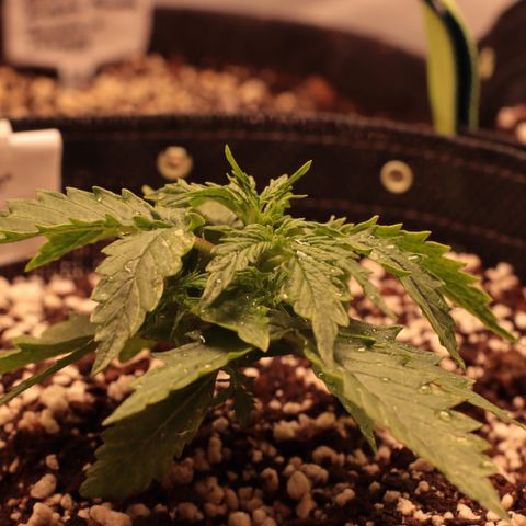 Padmé Amídala growlog photo: Planta parece com crescimento normal, não está crescendo muito verticalmente. 