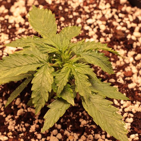 Padmé Amídala growlog photo: Planta parece com crescimento normal, não está crescendo muito verticalmente. 