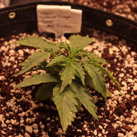 Padmé Amídala growlog photo: Planta parece com crescimento normal, não está crescendo muito verticalmente. 