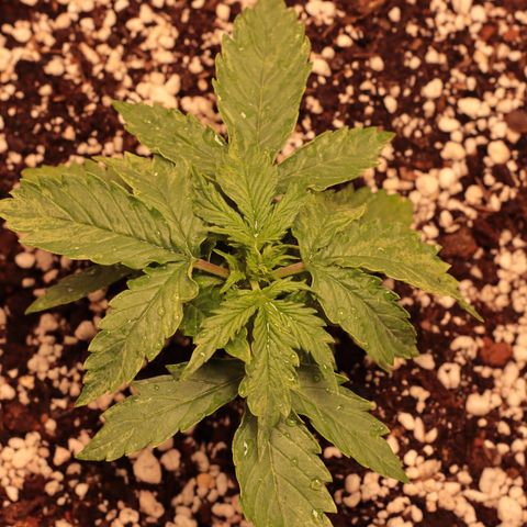 Padmé Amídala growlog photo: Planta parece com crescimento normal, não está crescendo muito verticalmente. 
