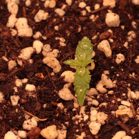 Princess Leia  growlog timeline photo