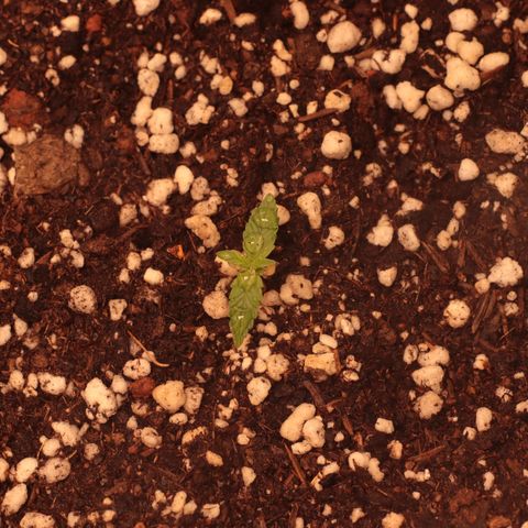 Princess Leia  growlog timeline photo