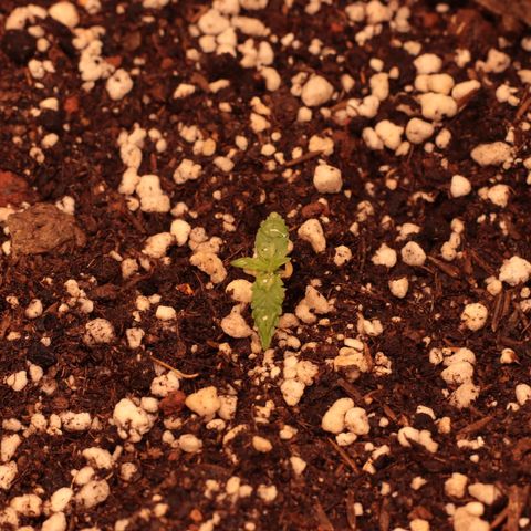 Princess Leia  growlog timeline photo