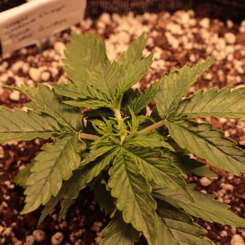Padmé Amídala growlog timeline photo