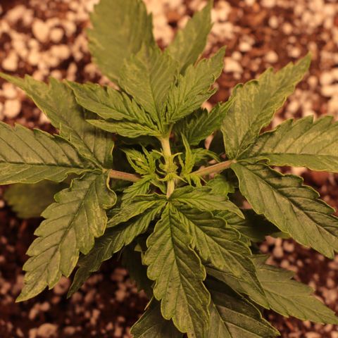 Padmé Amídala growlog timeline photo