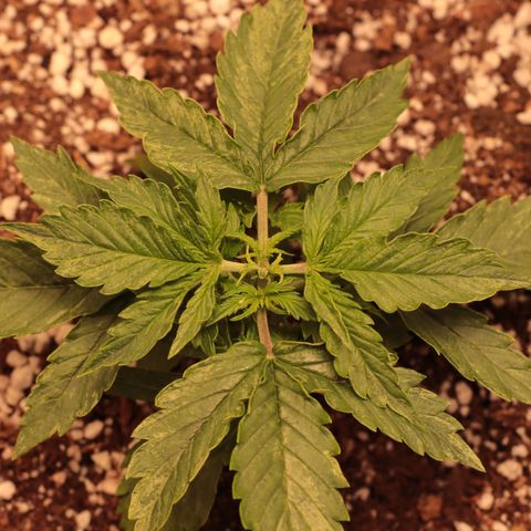 Padmé Amídala growlog timeline photo
