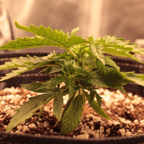Padmé Amídala growlog timeline photo
