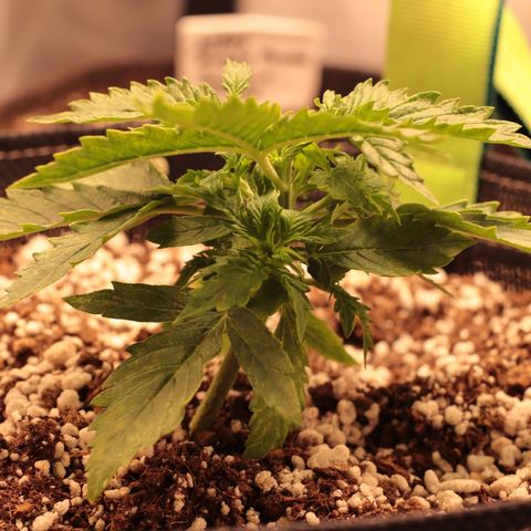 Padmé Amídala growlog timeline photo