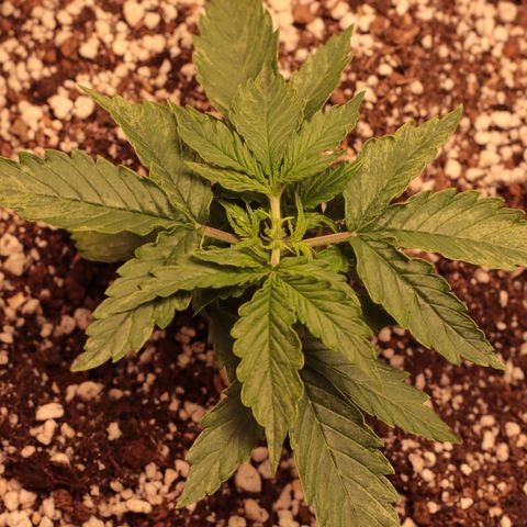 Padmé Amídala growlog timeline photo